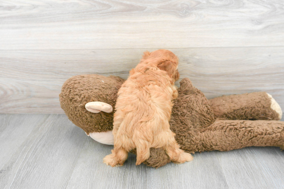 Smart Cavapoo Poodle Mix Pup