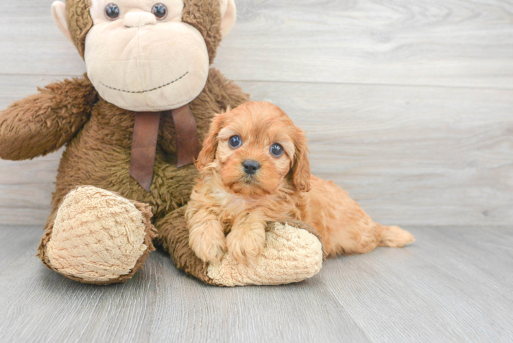 Small Cavapoo Baby