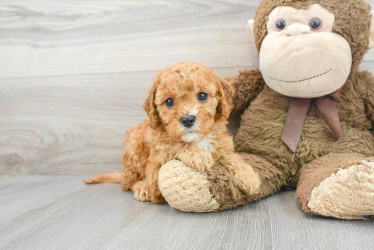 Small Cavapoo Baby