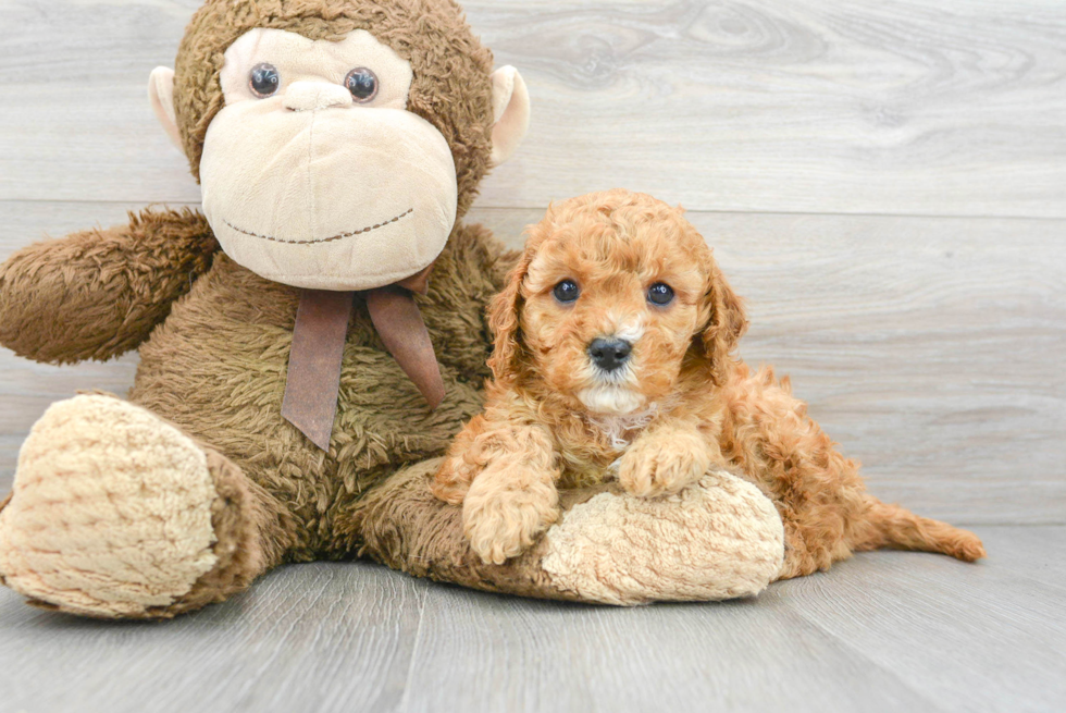 Cavapoo Pup Being Cute