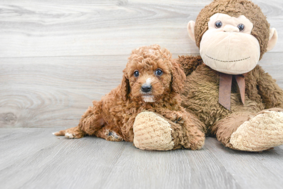 Best Cavapoo Baby