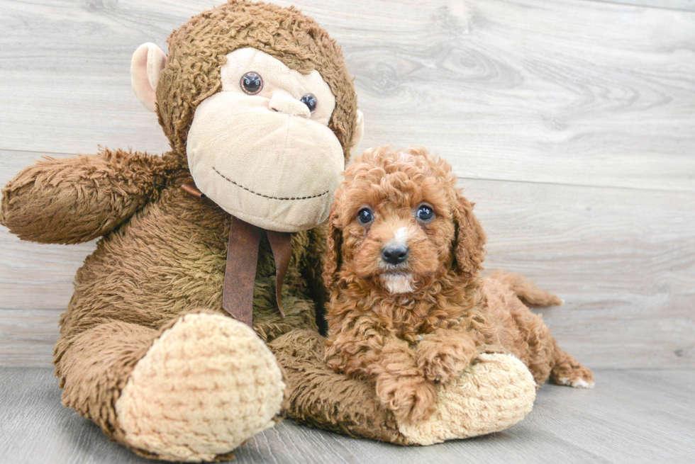 Friendly Cavapoo Baby