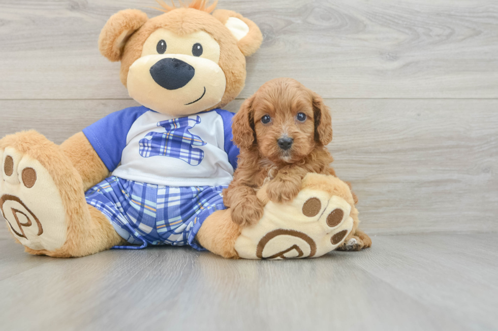 Best Cavapoo Baby