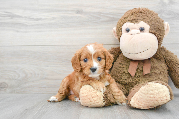 Best Cavapoo Baby