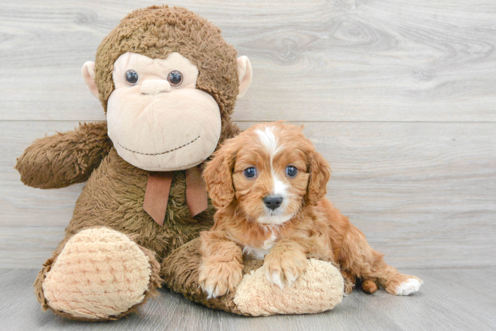 Hypoallergenic Cavoodle Poodle Mix Puppy