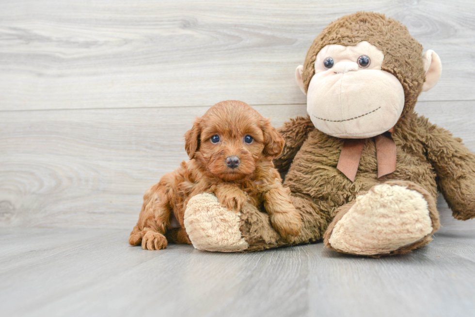 Best Cavapoo Baby