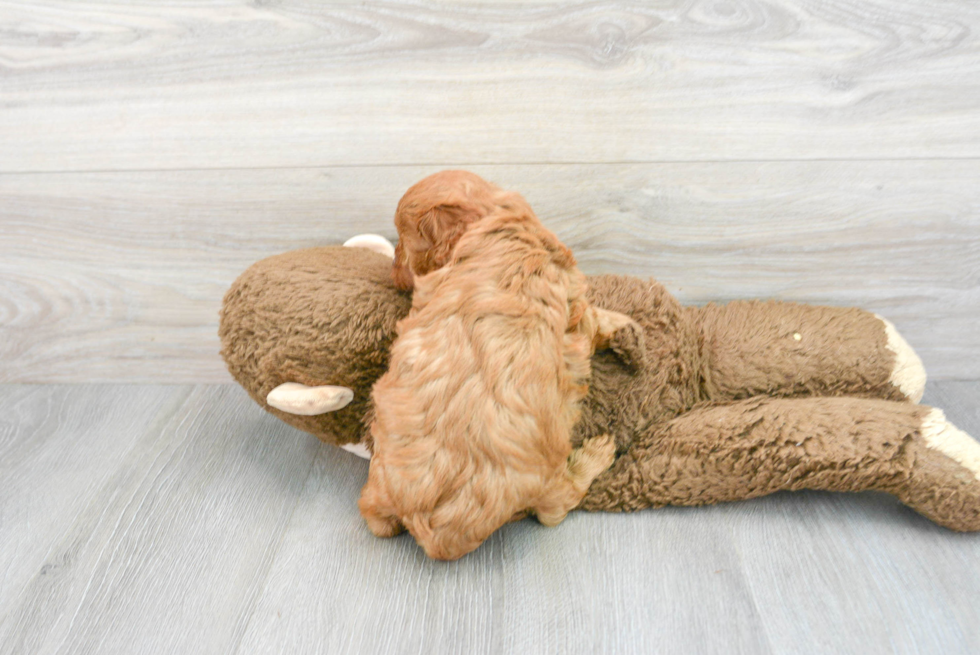 Cavapoo Pup Being Cute