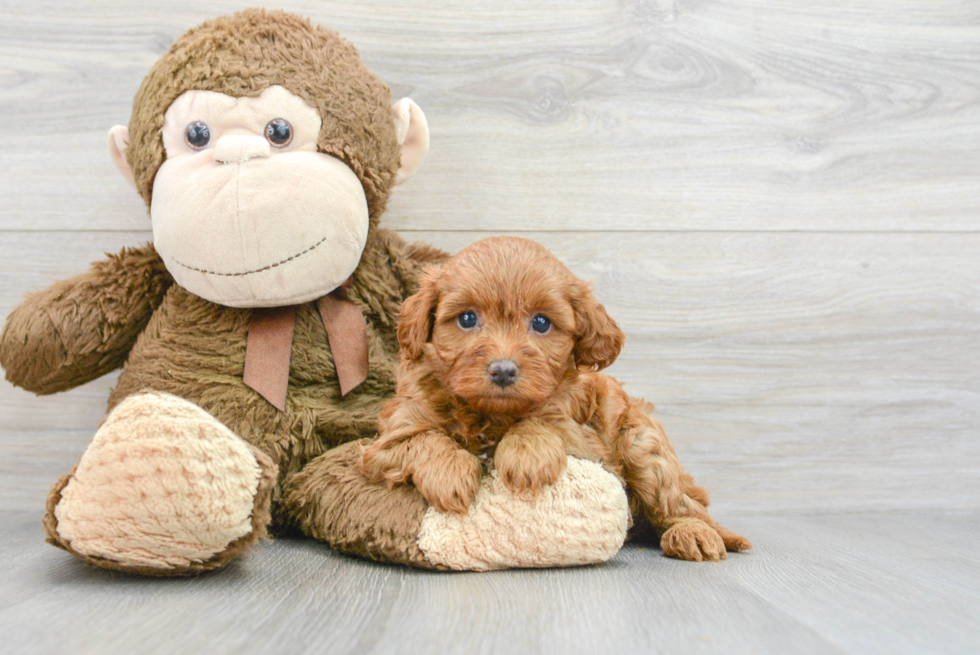 Happy Cavapoo Baby