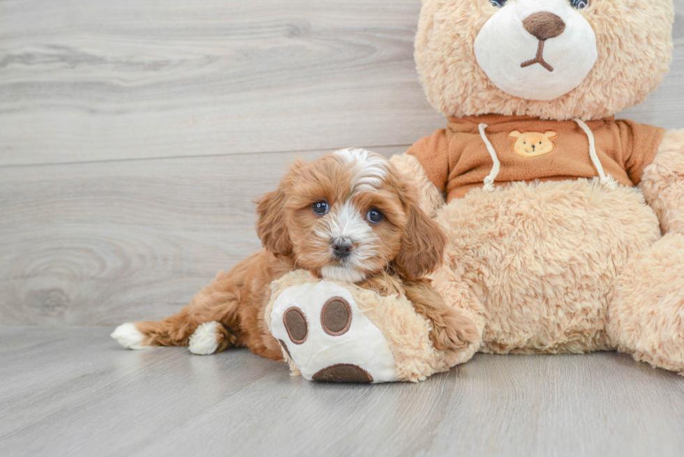 Fluffy Cavapoo Poodle Mix Pup