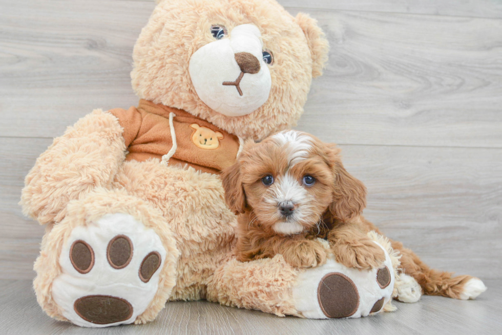 Best Cavapoo Baby