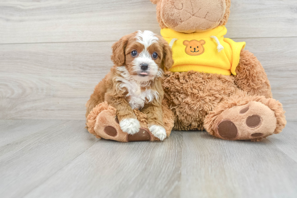 Energetic Cavoodle Poodle Mix Puppy