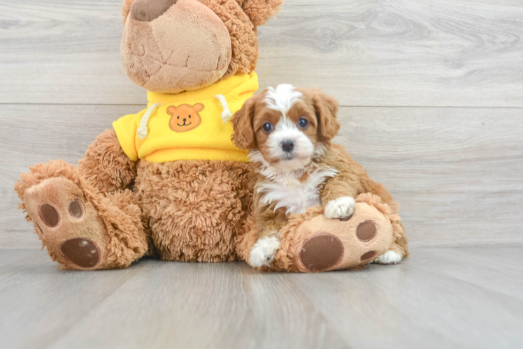 Energetic Cavoodle Poodle Mix Puppy