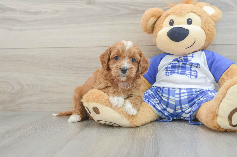 5 week old Cavapoo Puppy For Sale - Premier Pups