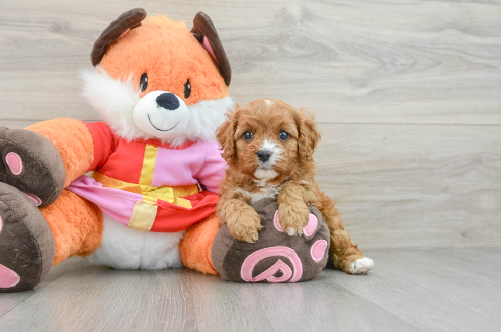 5 week old Cavapoo Puppy For Sale - Premier Pups