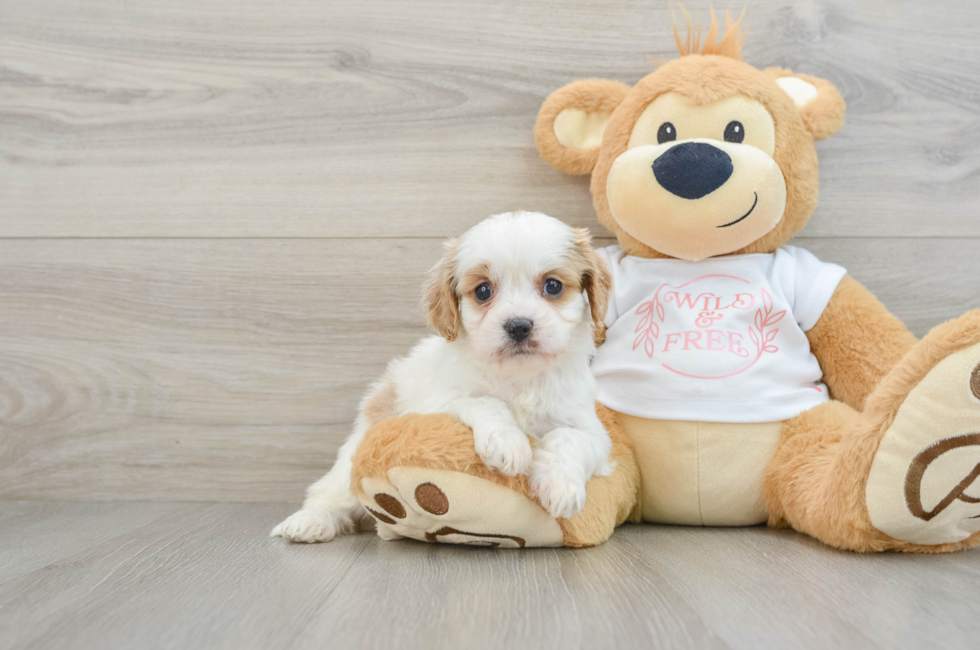 6 week old Cavapoo Puppy For Sale - Premier Pups