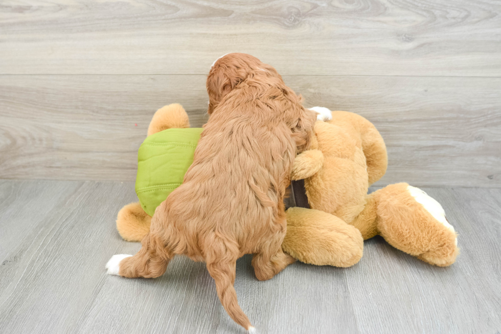 Happy Cavapoo Baby