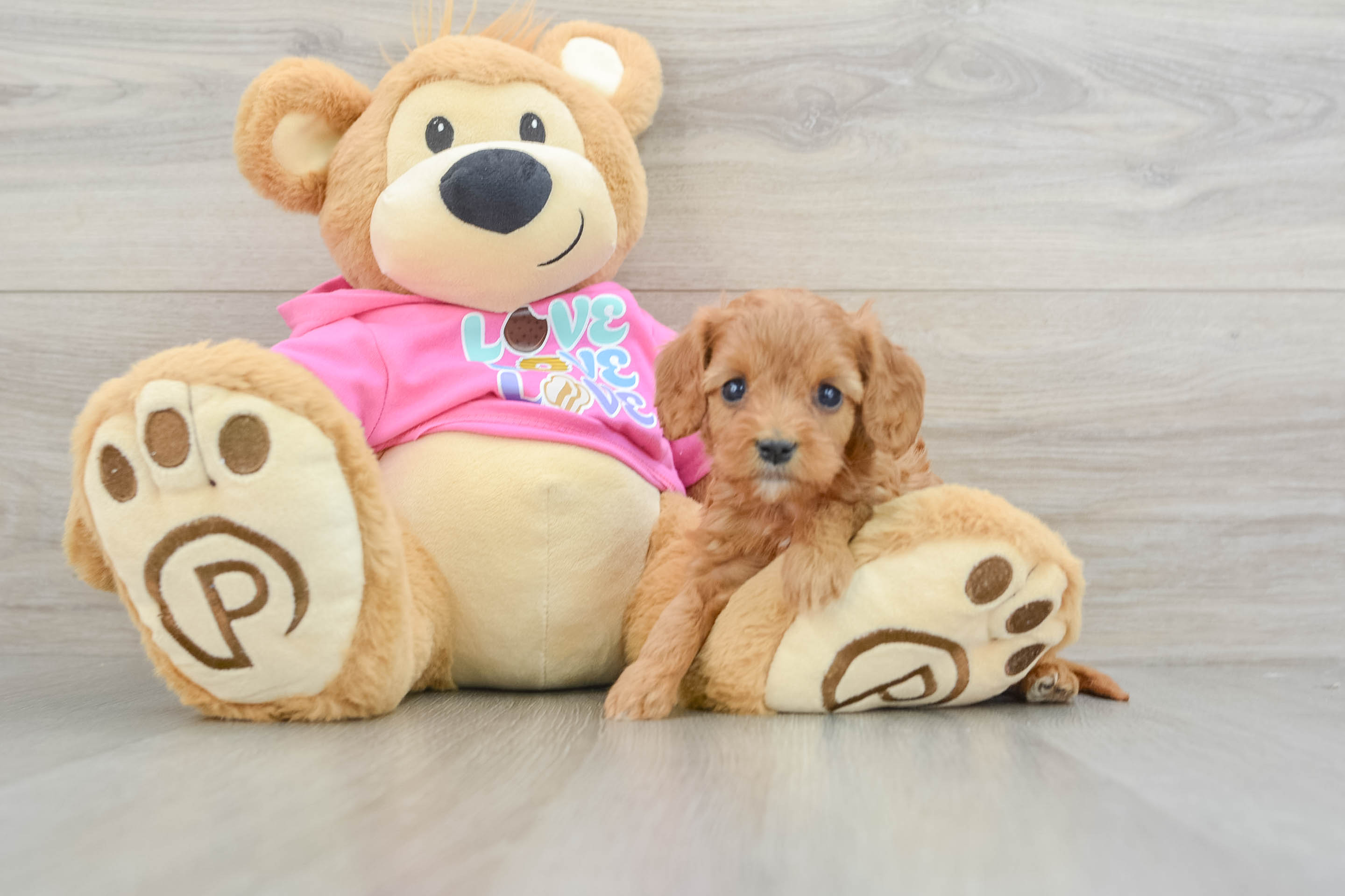Small Cavapoo Baby
