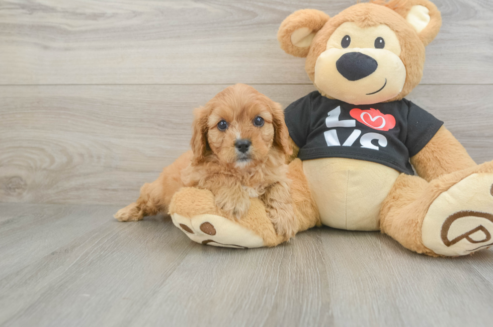 6 week old Cavapoo Puppy For Sale - Premier Pups