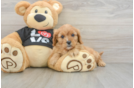 Cavapoo Pup Being Cute