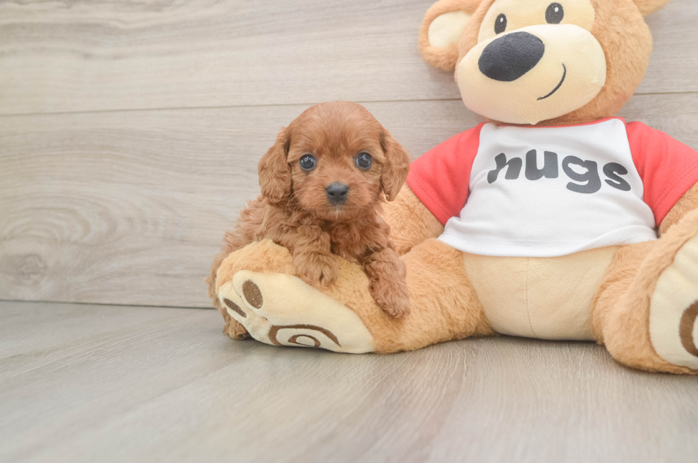 6 week old Cavapoo Puppy For Sale - Premier Pups