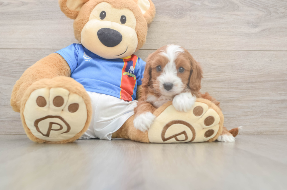 5 week old Cavapoo Puppy For Sale - Premier Pups