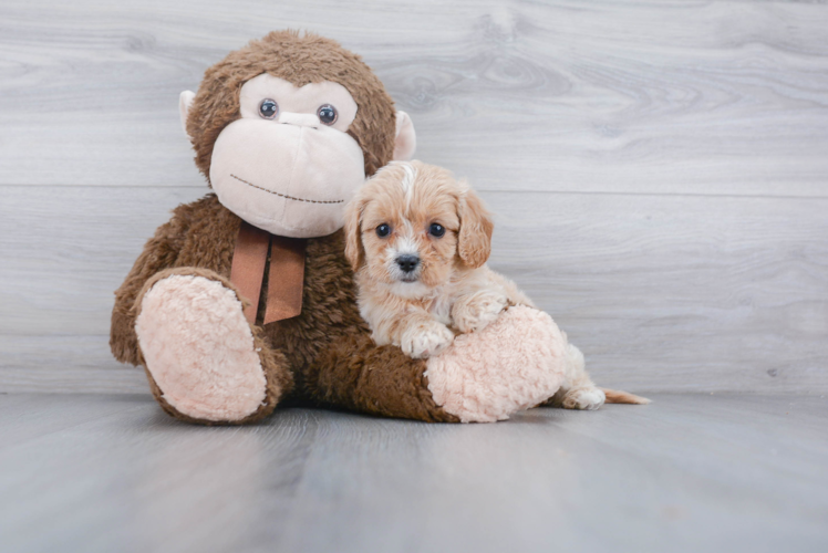 Popular Cavapoo Poodle Mix Pup