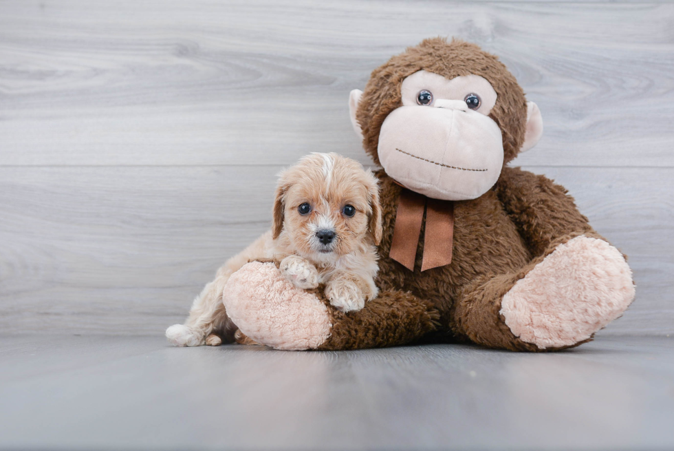 Cute Cavapoo Baby