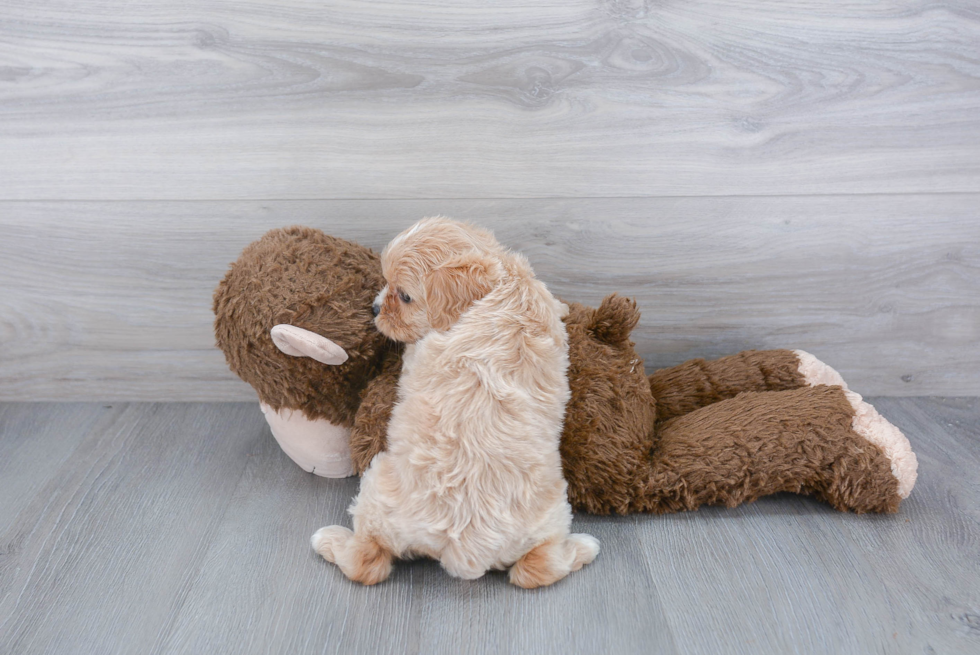 Cavapoo Pup Being Cute