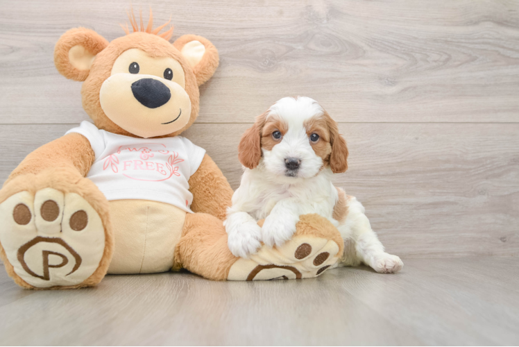 Cavapoo Puppy for Adoption