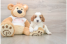 Cavapoo Puppy for Adoption