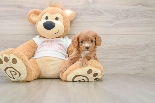 Cavapoo Pup Being Cute