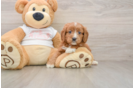 Cavapoo Puppy for Adoption