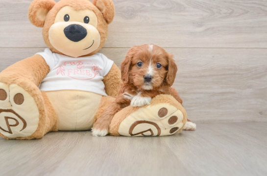 Cavapoo Puppy for Adoption