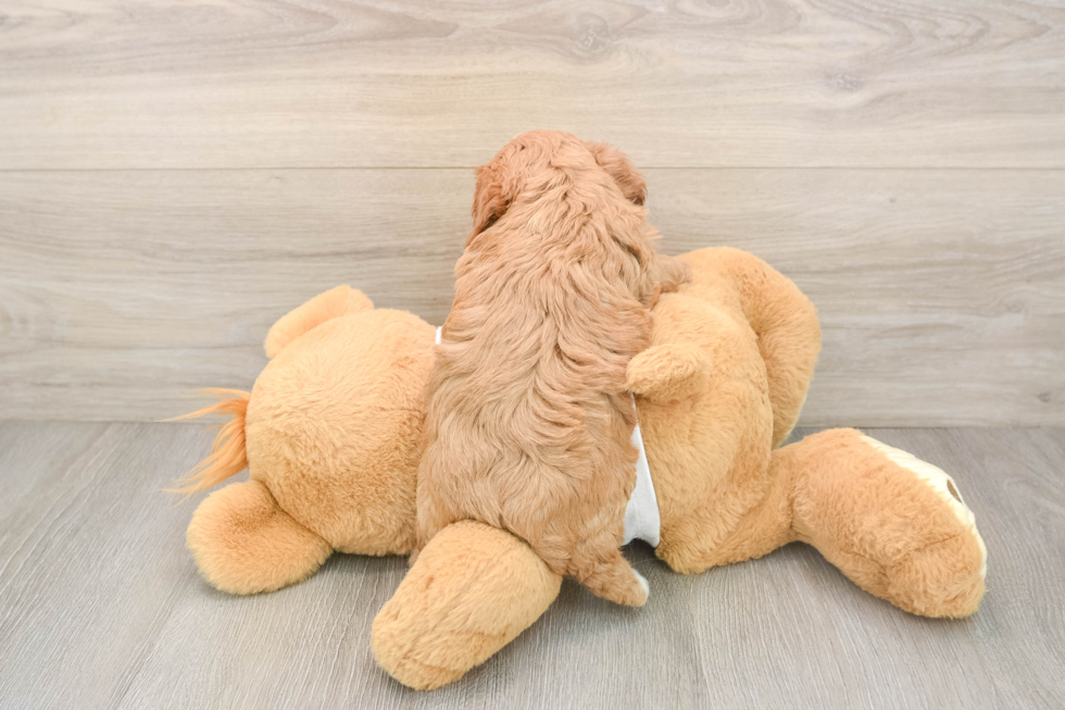 Petite Cavapoo Poodle Mix Pup