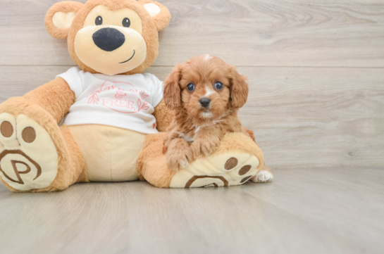 Playful Cavapoodle Poodle Mix Puppy