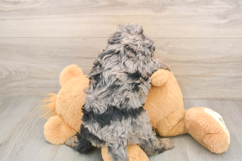 Best Cavapoo Baby