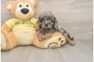 Petite Cavapoo Poodle Mix Pup