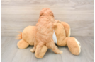 Smart Cavapoo Poodle Mix Pup