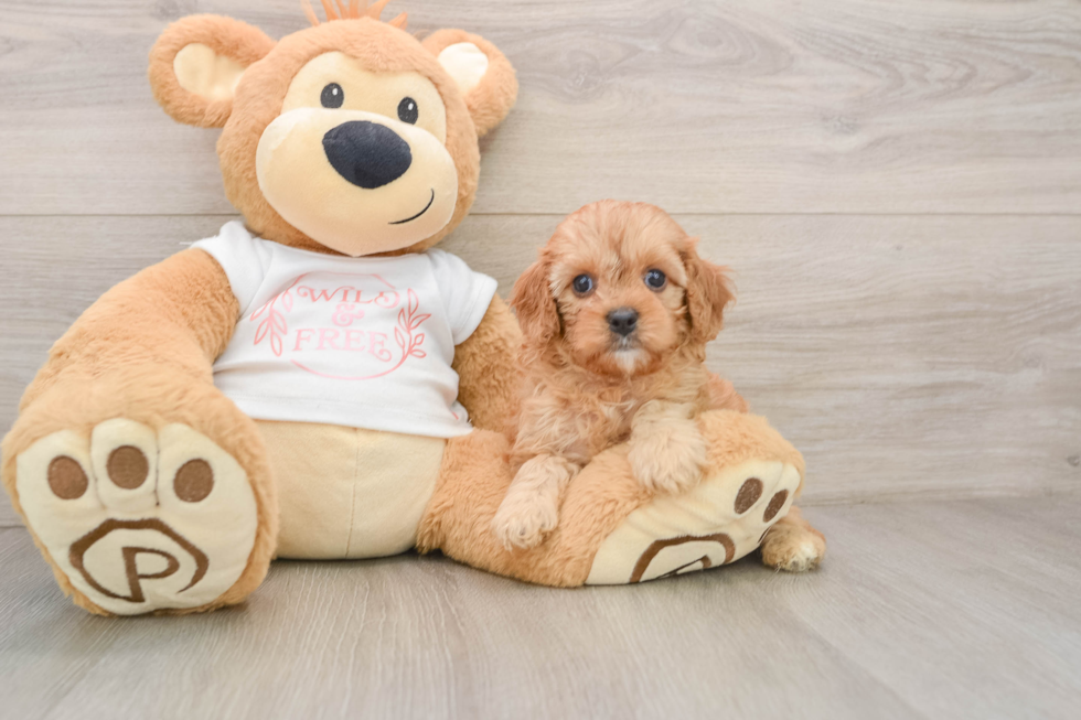 Popular Cavapoo Poodle Mix Pup