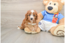 Cavapoo Pup Being Cute