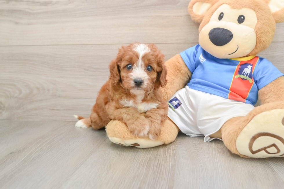 Cavapoo Pup Being Cute