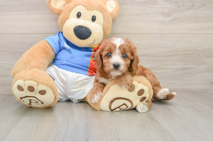Cavapoo Pup Being Cute