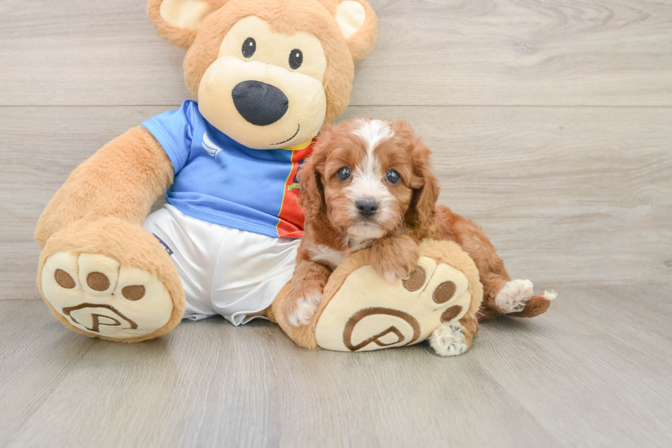 Cavapoo Pup Being Cute