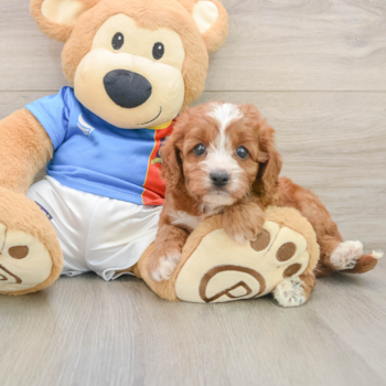 Cavapoo Pup Being Cute