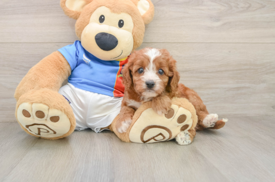 Cavapoo Pup Being Cute