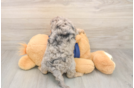 Best Cavapoo Baby