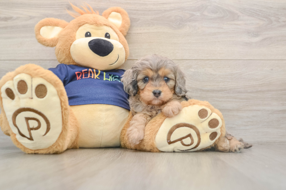 Best Cavapoo Baby