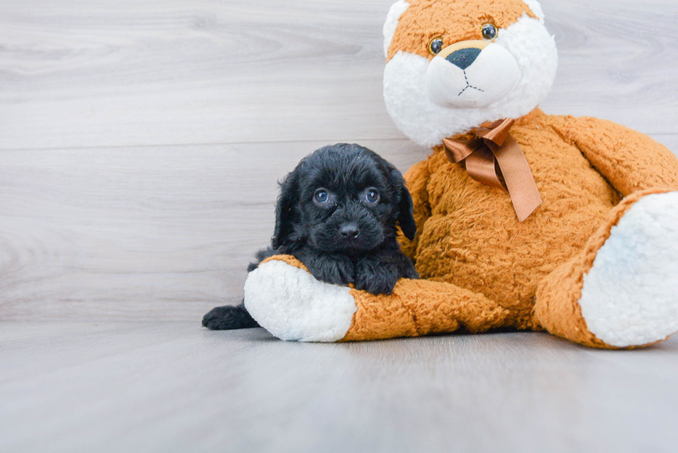 Best Cavapoo Baby