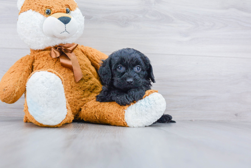 Cavapoo Puppy for Adoption