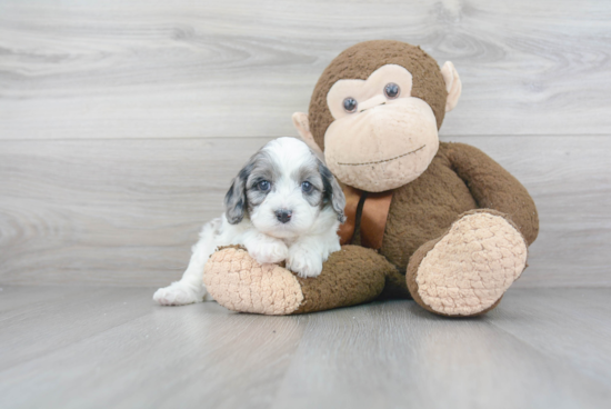 Cavapoo Puppy for Adoption